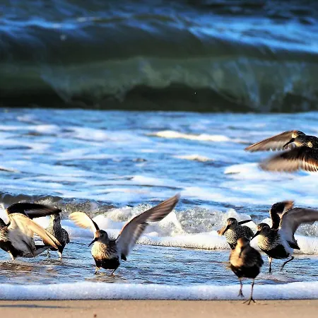 Dom Morski منزل للإقامة