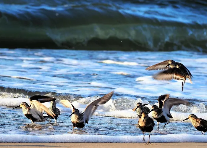 Dom Morski منزل للإقامة